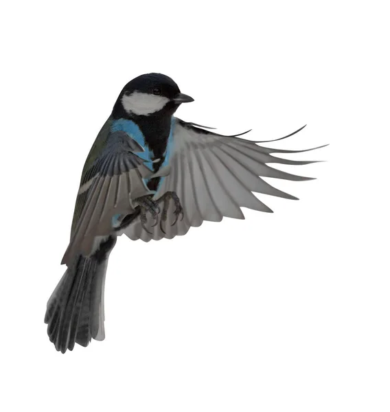 Blue Colored Tit Flight Isolated White Background — 图库照片
