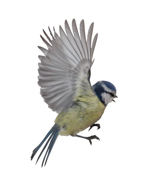 Eurasian Blue Tit Flight Isolated White Background — Stock Photo, Image