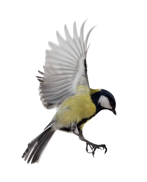 Great Tit Flight Isolated White Background — 图库照片