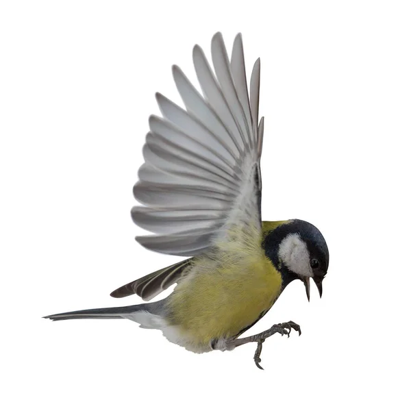 Great Tit Flight Isolated White Background — Photo