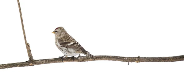 Common Redpoll Dry Plant Isolated White Background — ストック写真