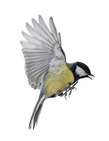 Great Tit Flight Isolated White Background —  Fotos de Stock