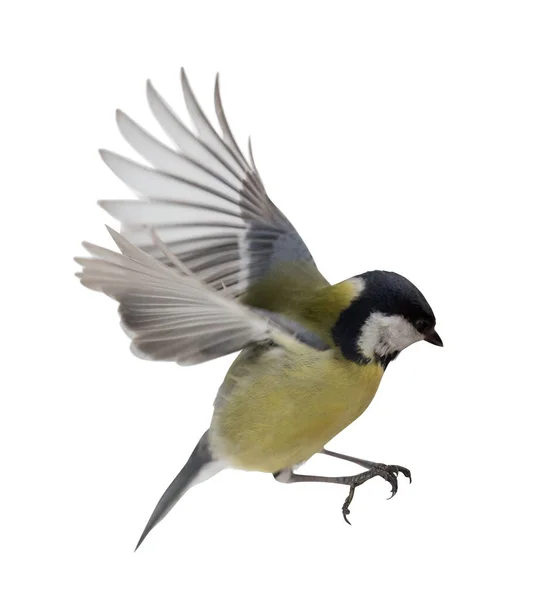Great Tit Flight Isolated White Background — стоковое фото