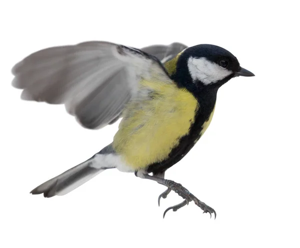 Great Tit Flight Isolated White Background — стоковое фото