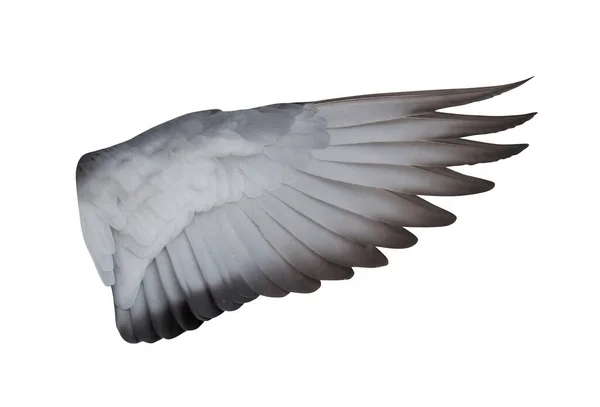 Güvercinin Açık Kanadı Beyaz Arkaplanda Izole Edildi — Stok fotoğraf