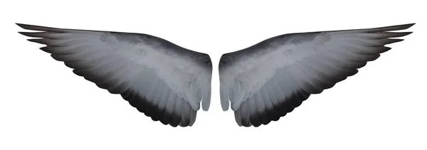 Dove Open Inner Part Wings Isolated White Background — Stockfoto