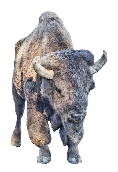 Grote Donkere Bizon Geïsoleerd Witte Achtergrond — Stockfoto