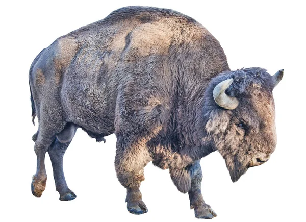 Large Dark Bison Isolated White Background — Fotografia de Stock