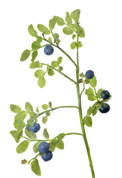 Blueberry Branch Isolated White Background — Stock Photo, Image