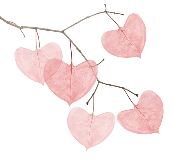 Branch Red Heart Shape Leaves Isolated White Background — Zdjęcie stockowe