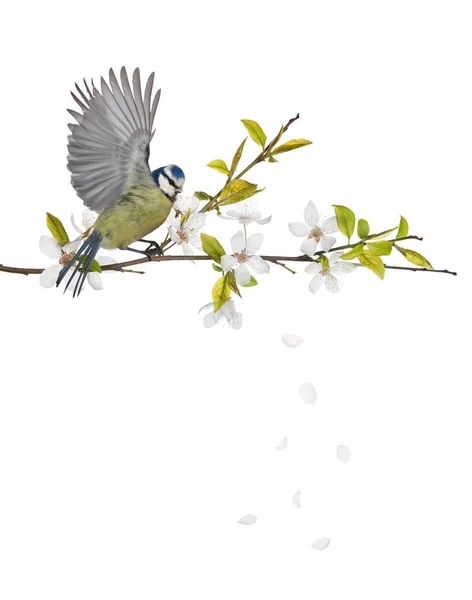 Eurasian Blue Tit Cherry Tree Blossoming Branch Isolated White Background — Foto de Stock