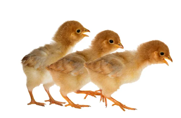 Beyaz Arka Planda Izole Edilmiş Küçük Sarı Tavuklar — Stok fotoğraf