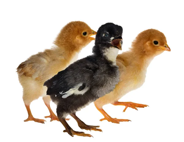 Pollos Pequeños Aislados Sobre Fondo Blanco — Foto de Stock
