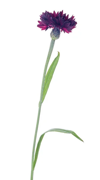 Σκούρο Μωβ Άνθη Καλαμποκιού Απομονωμένο Λευκό Φόντο — Φωτογραφία Αρχείου