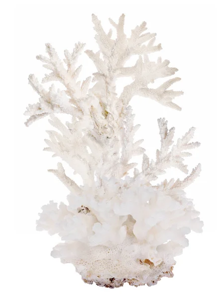 Corallo Chiaro Isolato Sfondo Bianco — Foto Stock