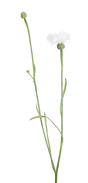 Pure Cornflower Isolated White Background — ストック写真