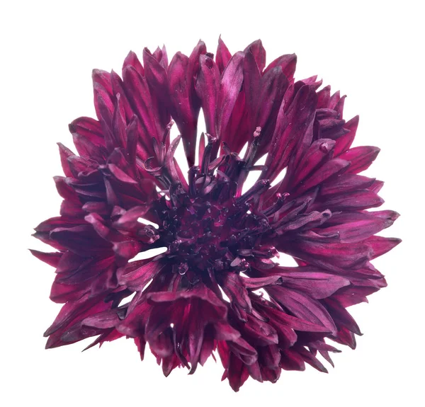 Dark Purple Cornflower Isolated White Background — Fotografia de Stock