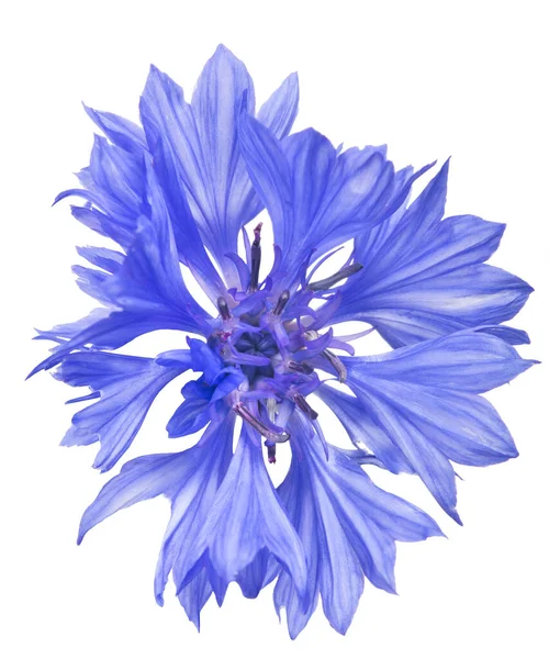 Bright Blue Cornflower Isolated White Background — Zdjęcie stockowe