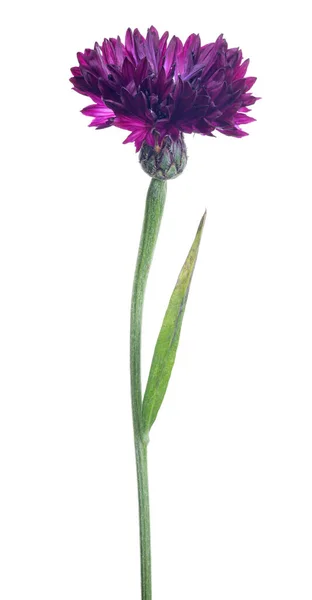 Dark Purple Cornflower Isolated White Background — Photo