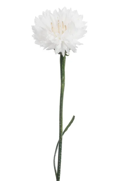 Pure Cornflower Isolated White Background — Stock Photo, Image
