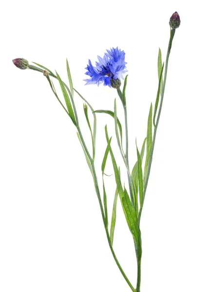 Bright Blue Cornflower Isolated White Background — Stockfoto