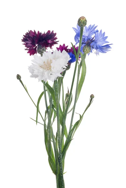 Bunch Color Cornflowers Isolated White Background — стоковое фото