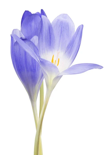 Beyaz Arkaplanda Izole Mavi Crocus Çiçekleri — Stok fotoğraf
