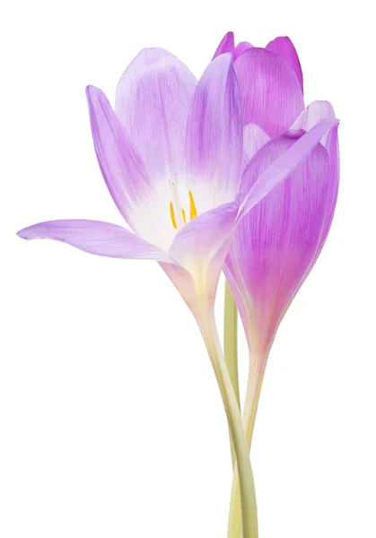 Lila Šafrán Květiny Izolovaných Bílém Pozadí — Stock fotografie