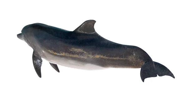 Gri Dophin Beyaz Arkaplanda Izole Edildi — Stok fotoğraf