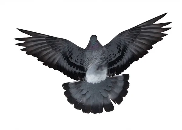 Photo Flying Dove Isolated White Background — Stock Photo, Image
