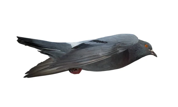 Uçan Güvercin Fotoğrafı Beyaz Arkaplanda Izole Edildi — Stok fotoğraf