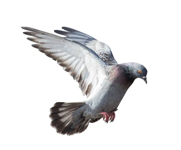Photo Flying Dove Isolated White Background — Stock Photo, Image