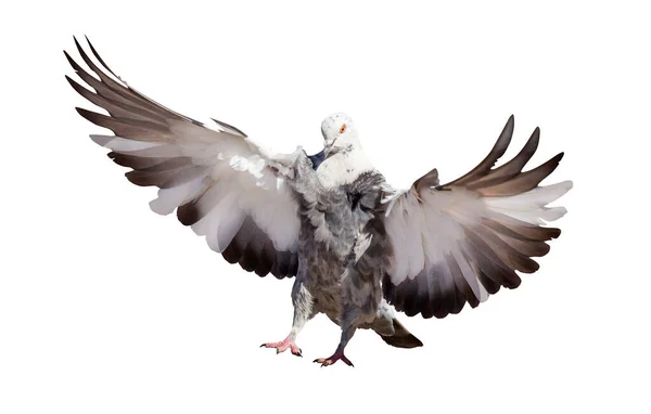 白い背景に孤立した鳩の飛行写真 — ストック写真