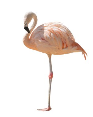 Beyaz arka plan üzerinde izole tek pembe flamingo