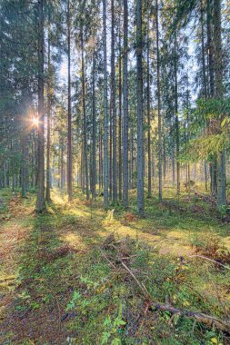 Çam ve köknar ağaçlı sonbahar ormanı
