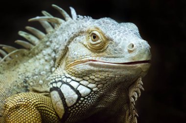 Siyah arkaplanda kertenkele portresi