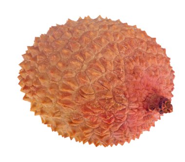 tek liçi meyvesi beyaz arkaplanda izole