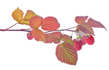 Beyaz arka planda kırmızı yapraklı olgun ahududu.