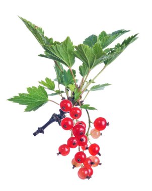 Kırmızı kuş üzümü ve beyaz arka plan üzerinde izole yaprak yeşil