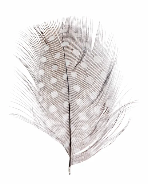 Fluffy Feather Isolated White Background — Stock Photo, Image