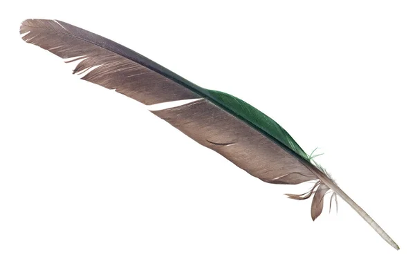 Papuga Pióro Izolowane Białym Tle — Zdjęcie stockowe