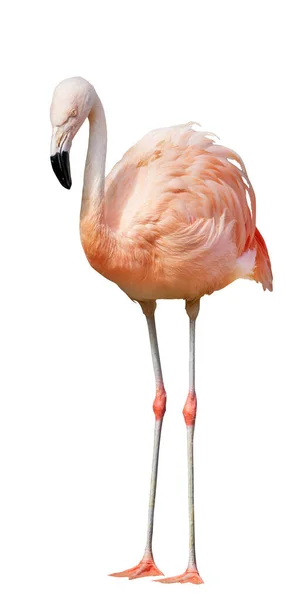 Één Roze Flamingo Geïsoleerd Witte Achtergrond — Stockfoto
