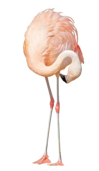 孤立的白色背景上的单一粉红色的火烈鸟 — 图库照片