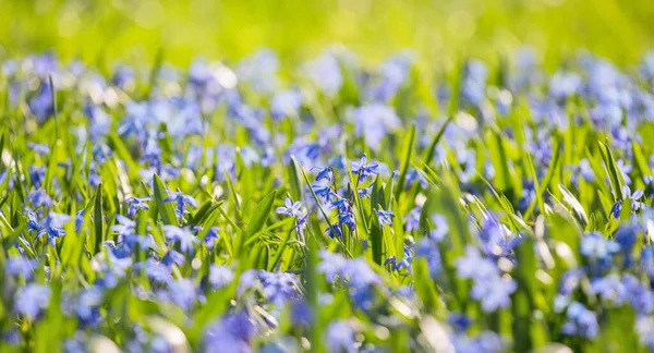 青草中的蓝色小花群 — 图库照片