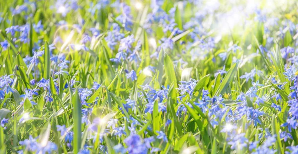 Yeşil Çimenlikteki Küçük Mavi Çiçekler Grubu — Stok fotoğraf