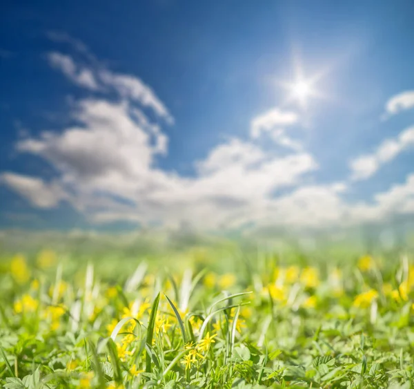 Parlak Güneşin Altında Küçük Sarı Çiçekler — Stok fotoğraf