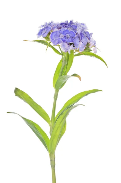 Blå Blomma Isolerad Vit Bakgrund — Stockfoto
