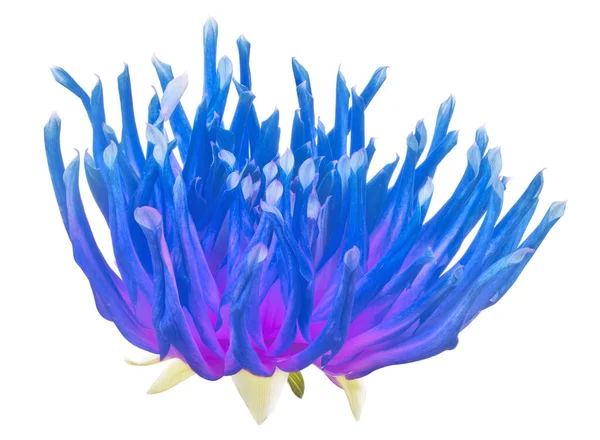 Parlak Mavi Mor Yıldız Çiçekleri Beyaz Arkaplanda Izole Edilmiş — Stok fotoğraf