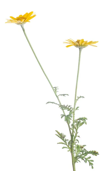 Fleur Jaune Isolée Sur Fond Blanc — Photo