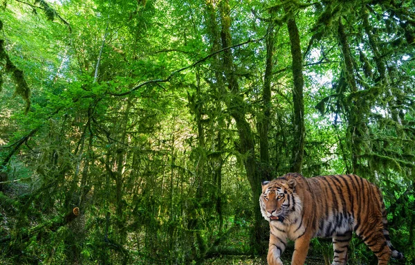 Grande Tigre Paisagem Com Floresta Verde Profunda — Fotografia de Stock
